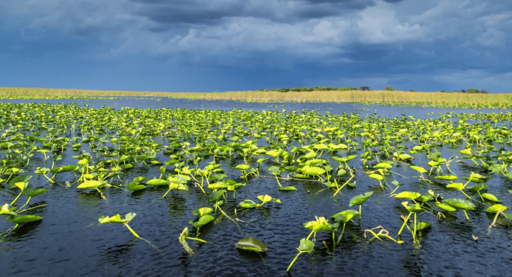 Everglades in Florida